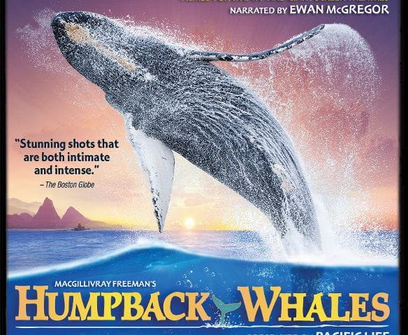 Humpback Whales 4K 2015 Ultra HD 2160p