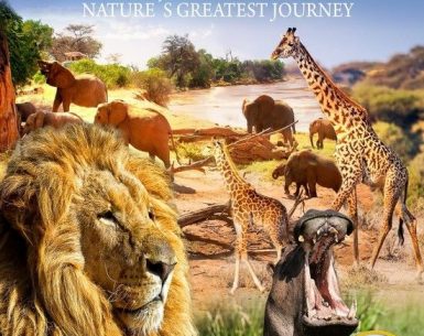 Serengeti Nature's Greatest Journey 4K 2015 Ultra HD 2160p