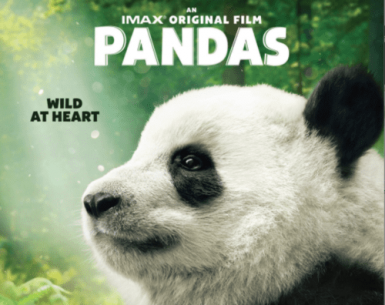 Pandas 4K 2018 DOCU